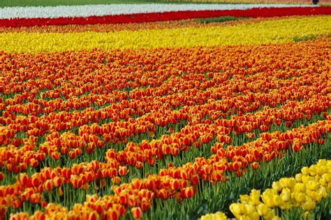 Tulips Farms Wallpapers High Quality Download Free