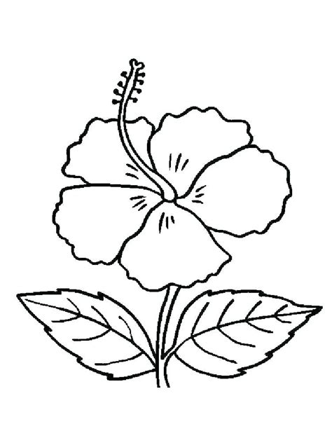 Simple Hibiscus Drawing Free Download On Clipartmag