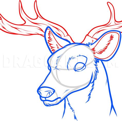How To Draw A Deer Head Step By Step Drawing Guide By Dawn