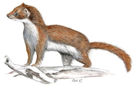 Weasel Paintings Search Result At