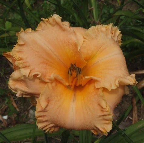 Peach colored dahlia flower print. Details about Daylily Plant RASCAL FRINGE 2 Fans Perennial ...