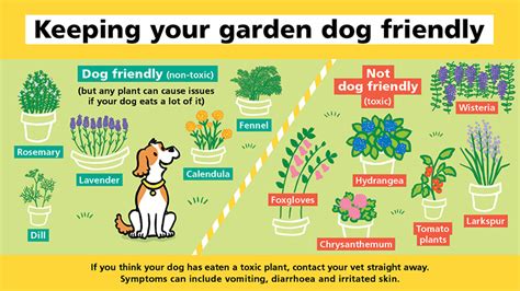 How To Keep Your Dog Safe In The Garden And Away From Toxic Plants