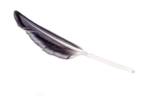 Black Feather Free Stock Photo Public Domain Pictures