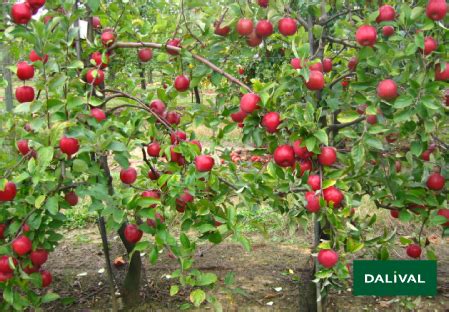 Papayas grow in the top of the tree, right below the leaves. FUJI ZHEN® AZTEC C.O.V.
