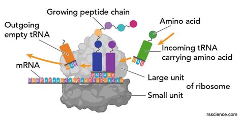 Ribosome Protein Factory Definition Function Structure And Biology