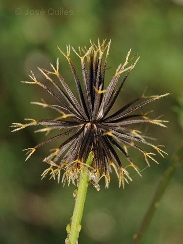 Pilosa ）は、キク科 センダングサ属の一年草 。道端や空き地などに生える雑草。 和名は、センダングサより小さいという意味だが、実際はセンダングサより小型ではない。 Bidens pilosa