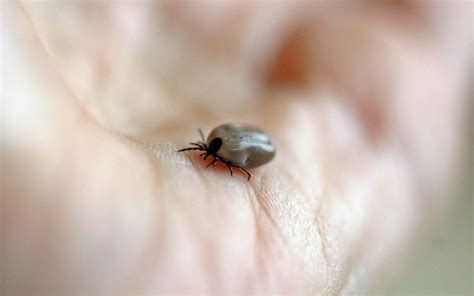 Ticks And Lyme Disease Increasing Prevalence Horseheads New York