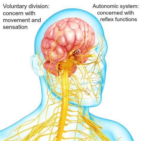 Nervous System Diseases;Autonomic Nerve Disorders,Neurological System.