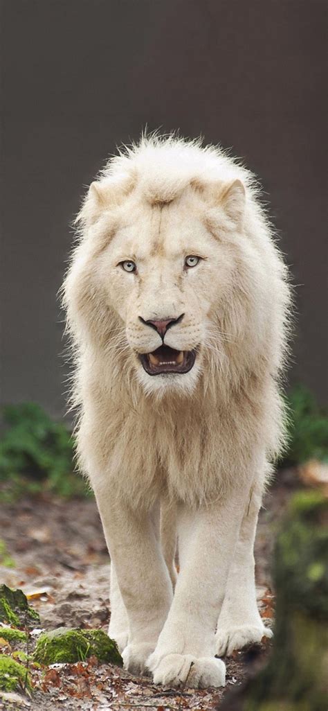☮ * ° ♥ ˚ℒℴѵℯ cjf | Rare albino animals, Animals beautiful, Majestic ...