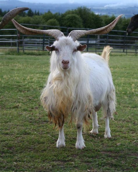 Cashmere Goat Alchetron The Free Social Encyclopedia