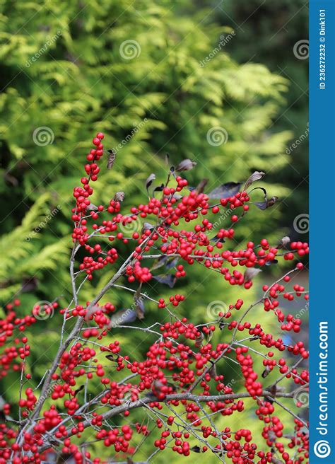 Bright Red Winterberries Ilex Verticillata On Bare Branches Stock Photo