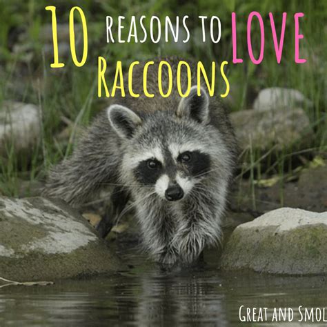 10 Reasons To Love Raccoons Great And Smol