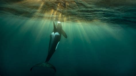Orcas In Norway Whales Underwater