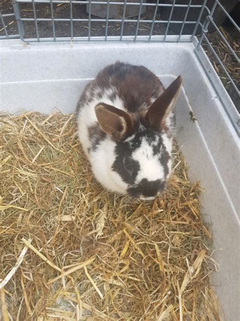Rabbits For Sale In Sheffield South Yorkshire Gumtree