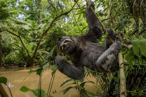 Brown Throated Three Toed Sloth Stock Image C0483733 Science