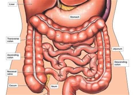 Pain at the left lateral aspect of the lower ribs? Colonoscopy. Causes, symptoms, treatment Colonoscopy