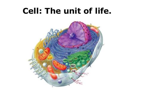 Cell Is The Basic Structural Unit Of Life