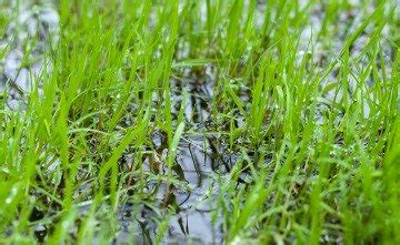 It is better to irrigate less often but for a longer period of time. Watering New Grass Seed: A Caution and A Guide