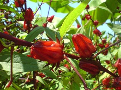Saat ini banyak sekali dari para terapis herbal yang menggunakan bunga rosella untuk proses terapi pasiennya. Cara Membuat Manisan Bunga Rosella | Resep Manisan