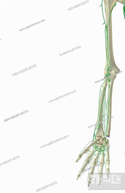 The Lymph Supply Of The Upper Limb Stock Photo Picture And Royalty