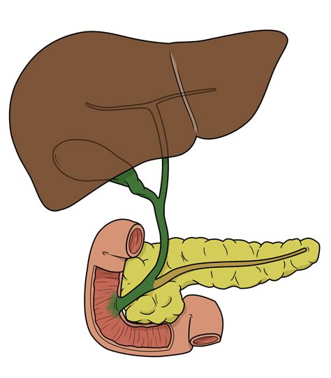 The Biliary System Diagram Quizlet