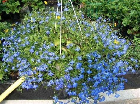 Conocer las mejores plantas para cestas colgantes nos permitirá poder crear verdaderas maravillas. Flores de Lobelia | Flores colgantes, Flores, Plantas