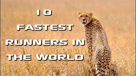 Top 10 Fastest Animals In The World Fastest Runners In The Animal
