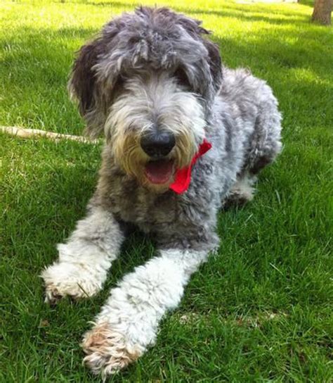Maybe you would like to learn more about one of these? 42 best Pets - Dogs- Old English Sheepdog images on ...