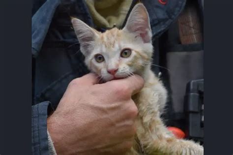 Video Captures Firefighter Rescuing Kitten From House Fire Life With Cats