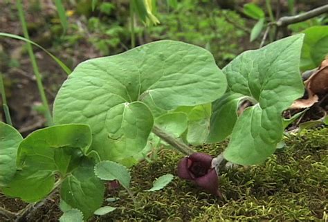 Wild Ginger Edible Medicinal Cautions And Other Uses The Cargo Cult Café