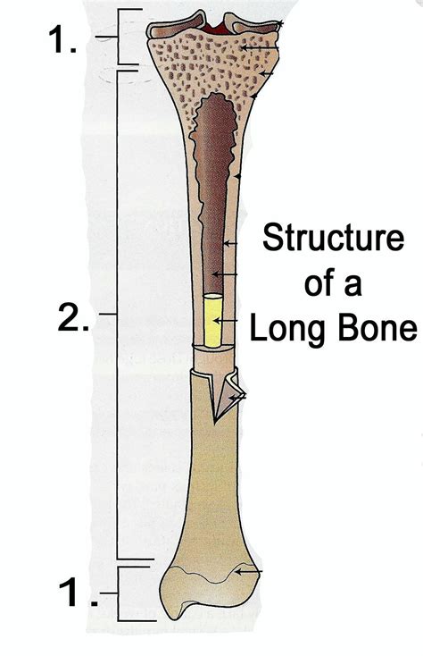 They are composed mostly of compact bone, and are roughly cylindrical in shape with enlarged ends filled with spongy bone. anatomy part I at Pope John XXIII High School - StudyBlue