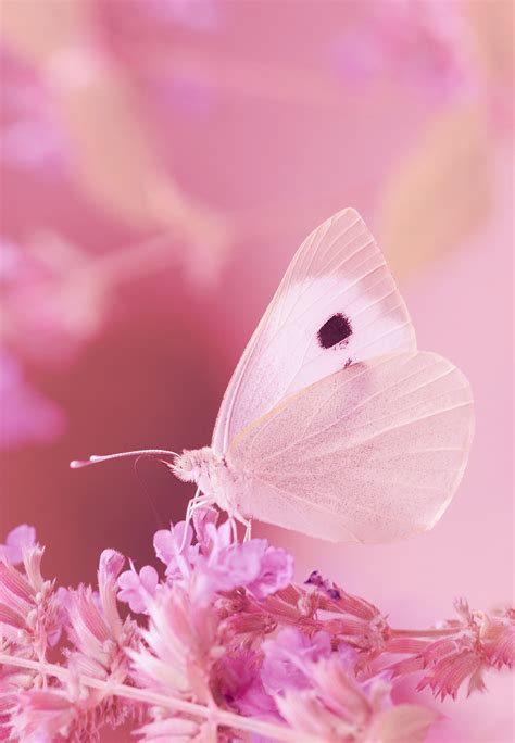 Pink Butterfly Images Photography Goimages Vision