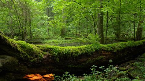 Di or di may refer to: La Polonia deve interrompere il taglio della foresta di ...