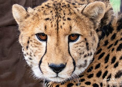 Cheetah Head C A Wild Images