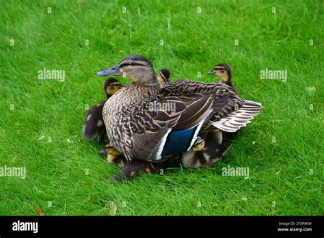 Female Duck Protecting Ducklings Providing Shelter On A Wet Day In