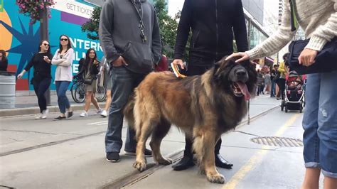 Tiff 2019 Leonberger Experience Youtube