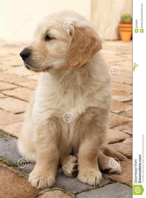 Small Golden Retriever Puppy Royalty Free Stock Images
