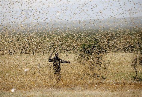Hundreds Of Billions Of Locusts Swarm In East Africa Bbc News