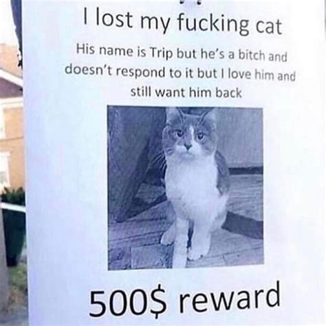 Lost Cat Rcatmemes