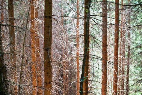 Bare Tree Trunks In Evergreen Forest Stock Image Image Of Natural