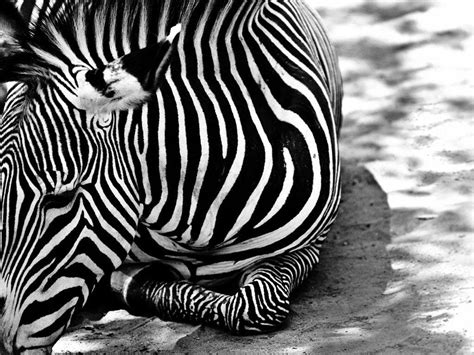 Zebra Desktop Backgrounds - Wallpaper Cave