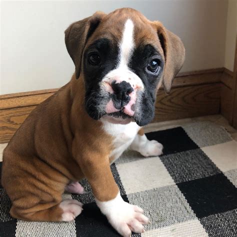39 Boxer Puppies For Sale Texas Photo Bleumoonproductions