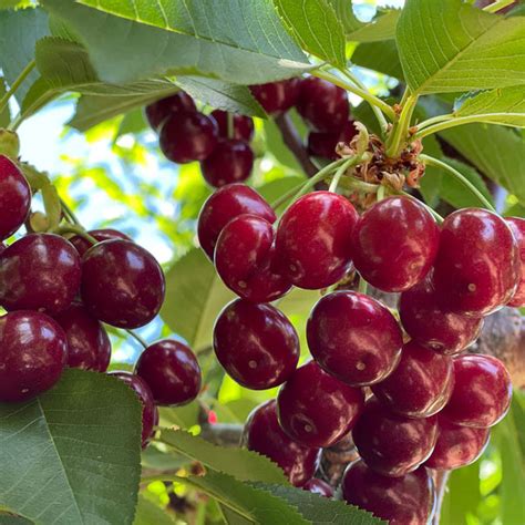 Stella Cherry Tree Grow Your Own Cherries At Home Plantingtree