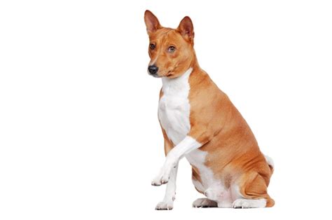 Premium Photo Sitting In A White Basenji Dog A With Raised Paw Up
