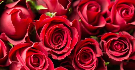 Flower Bouquets Online | flowers plants gift | The Little Flower Shop