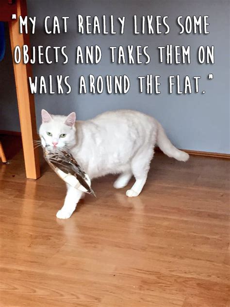 23 Really Weird Things Cats Actually Do