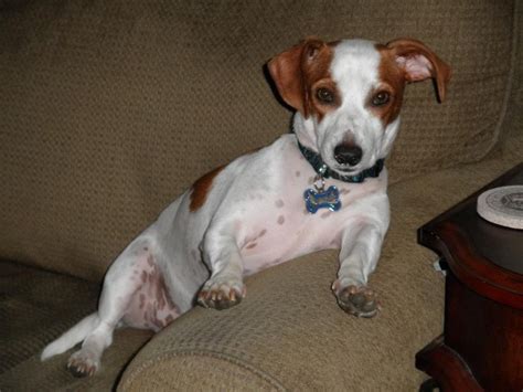 Both the dachshund and jack russell love to dig, and so providing a sandbox, ball pit or dirt patch where your dach russell can dig til their little hearts are content, is a. Our Diesel! Jack Russell / Standard Dachshund mix ...
