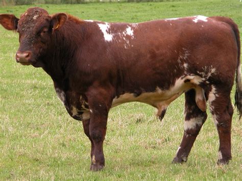 Shorthorn Cattle By Aaron Hollaway