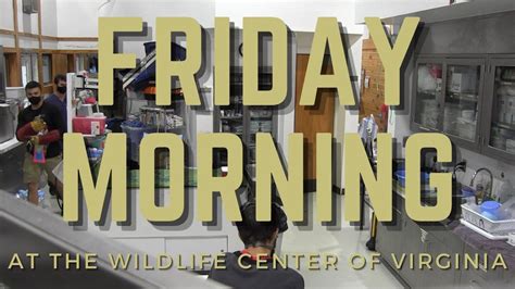 Friday Morning At The Wildlife Center Of Virginia An Inside Look At