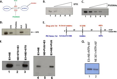 Inhibitors Of Ogt And Oga Block Transcription In A Cell Free System A